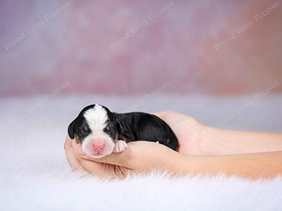 Mini Bernedoodle