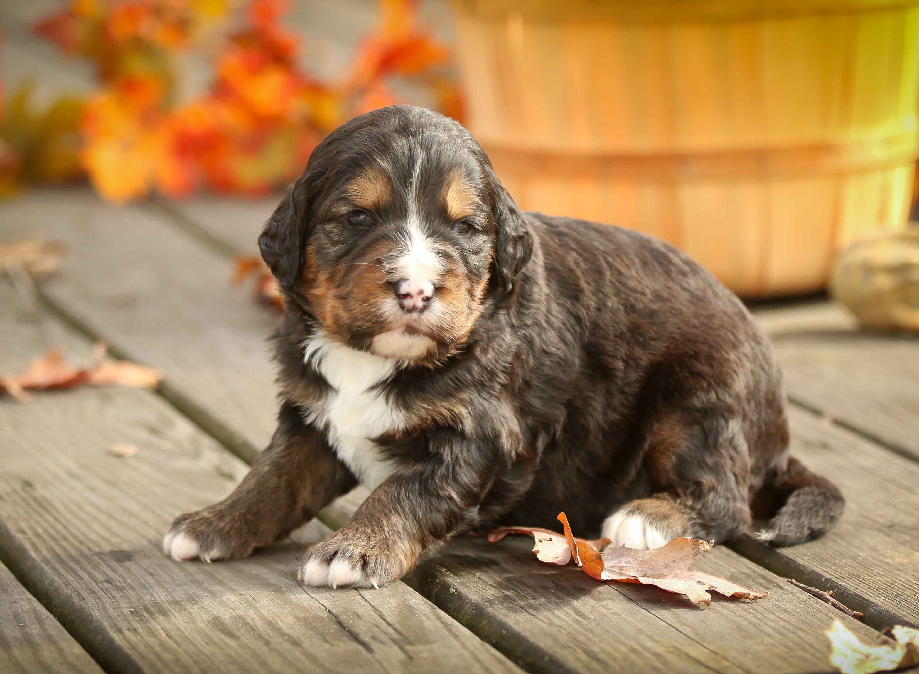 Carlos | Walnut Valley Puppies