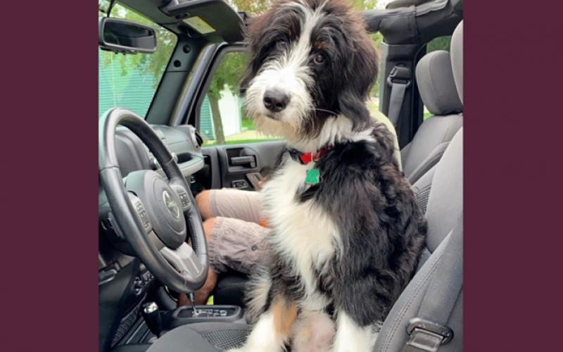 Bernedoodle