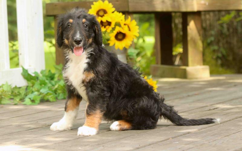 Bernedoodle