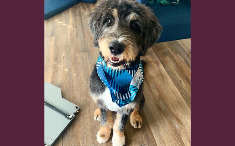 Bernedoodle for sale in California