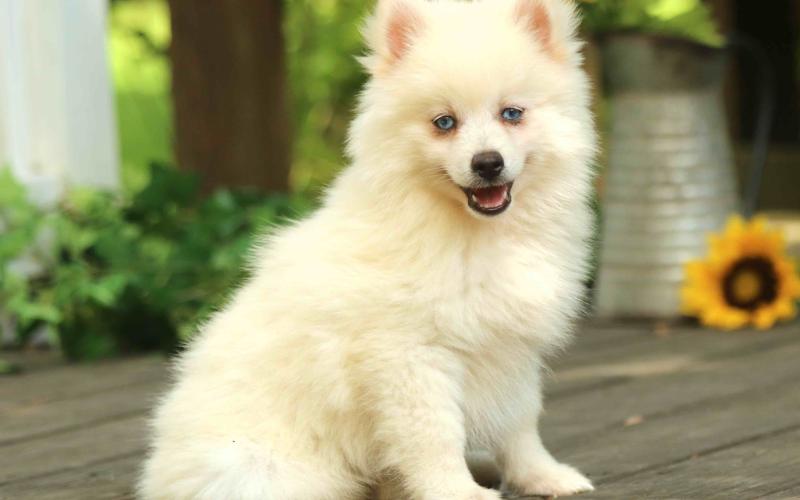 Pomsky
