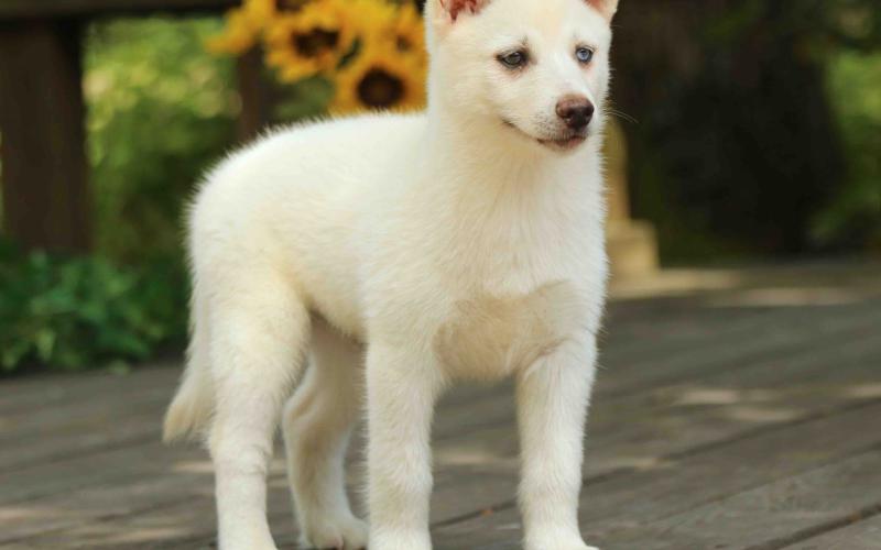Pomsky