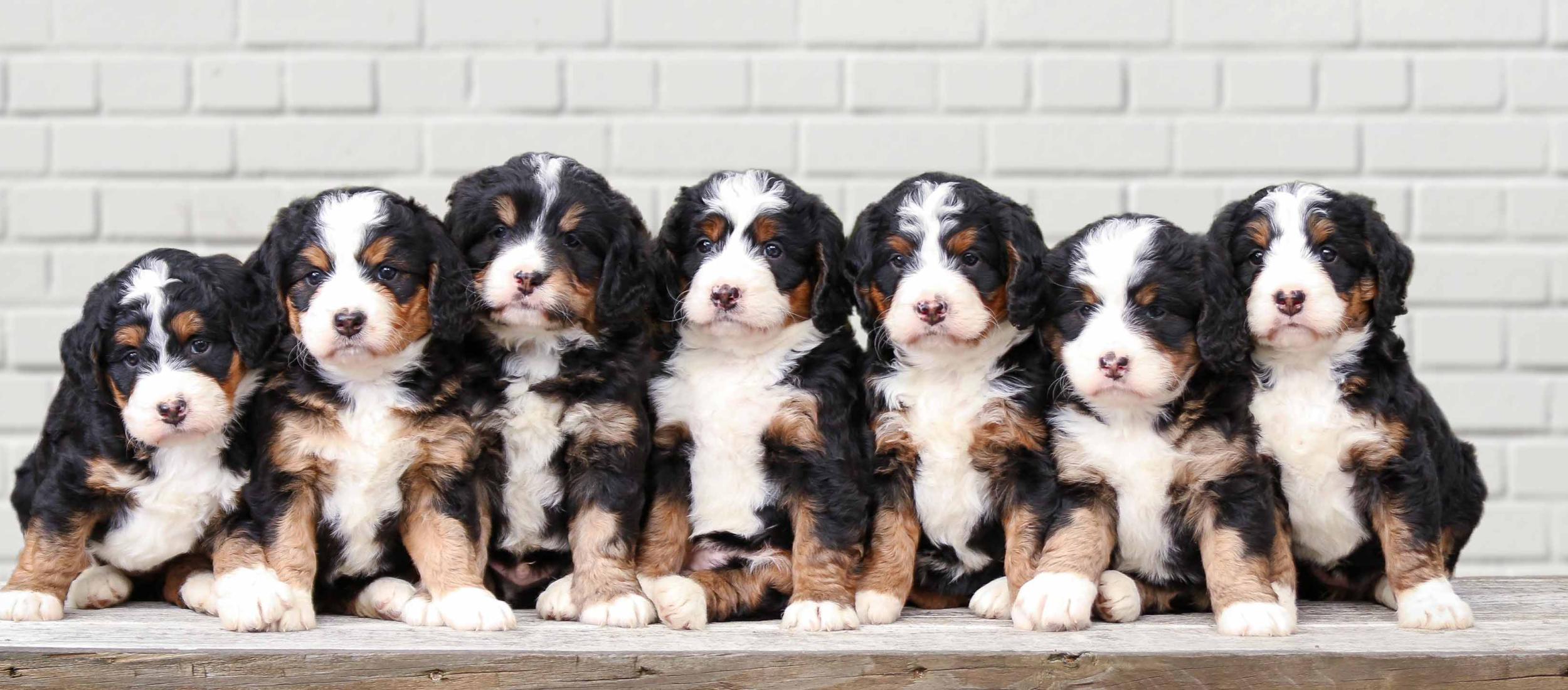 tricolor mini bernedoodle