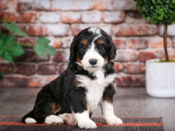 tri-colored male mini bernedoodle near Chicago Illinois