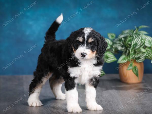 tri-colored female standard bernedoodle near Chicago Illinois