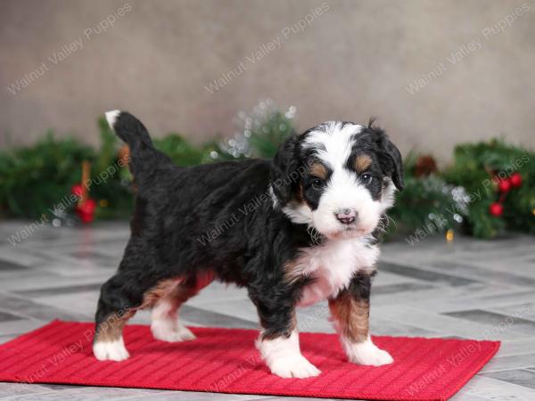 male mini bernedoodle near Chicago Illinois