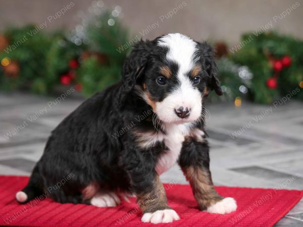 male mini bernedoodle near Chicago Illinois