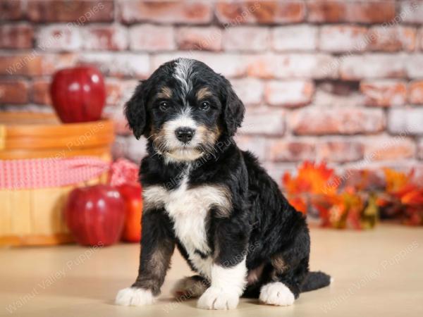 tri-colored male standard bernedoodle near Chicago Illinois