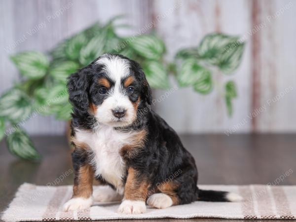 F1 mini bernedoodle near Chicago Illinois