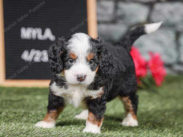 F1 mini bernedoodle near Chicago Illinois