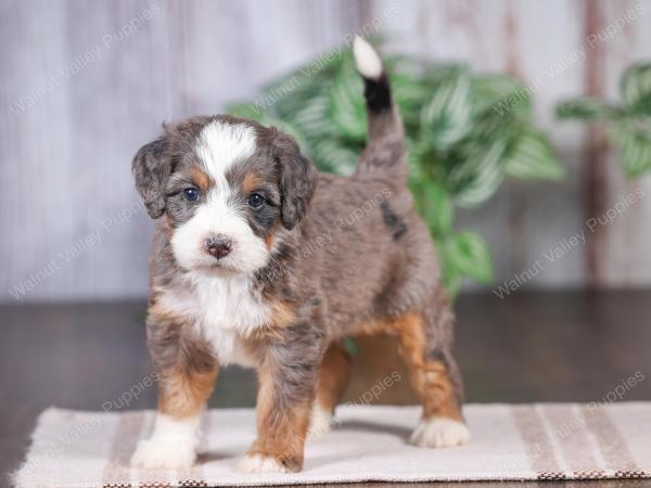 Mini bernedoodle near Chicago Illinois 