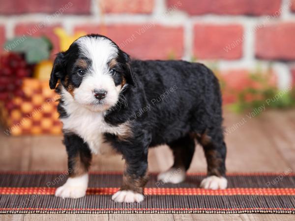 Mini bernedoodle near Chicago Illinois 