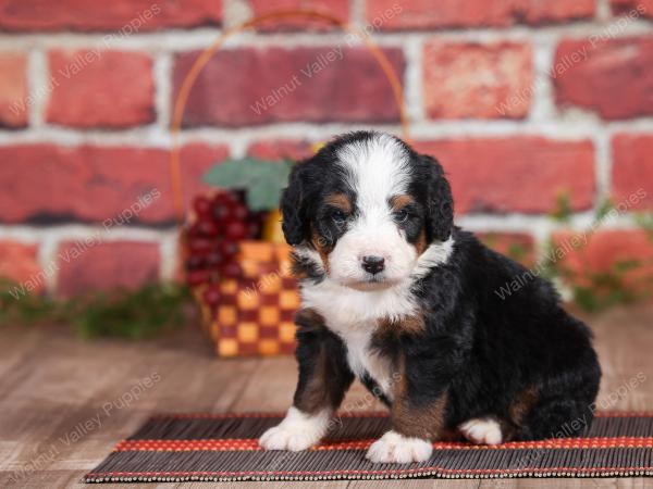 Mini bernedoodle near Chicago Illinois 