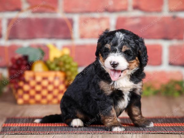 Mini bernedoodle near Chicago Illinois 