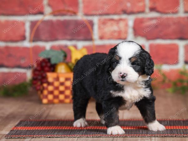 Mini bernedoodle near Chicago Illinois 