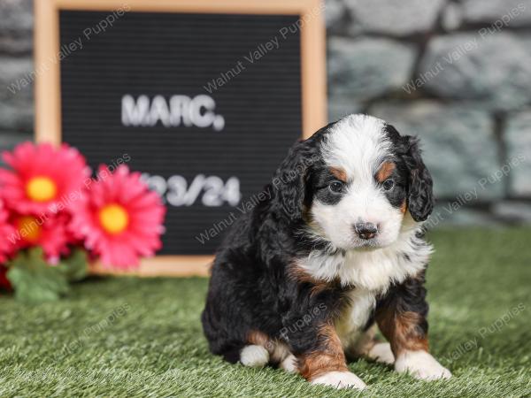 Mini bernedoodle near Chicago Illinois 