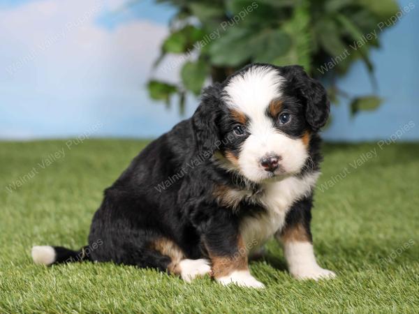 F1 mini bernedoodle near Chicago Illinois