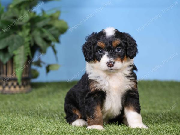 F1 mini bernedoodle near Chicago Illinois