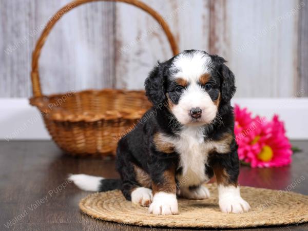 F1 mini bernedoodle near Chicago Illinois