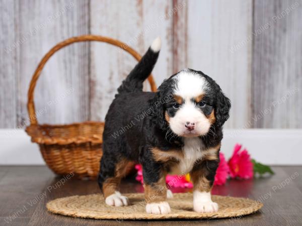 F1 mini bernedoodle near Chicago Illinois