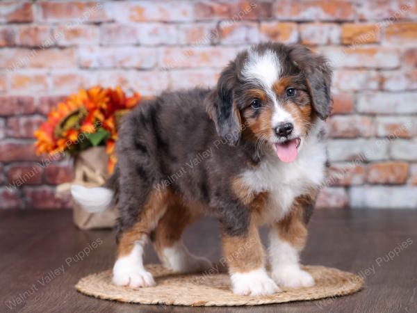 F1 mini bernedoodle near Chicago Illinois