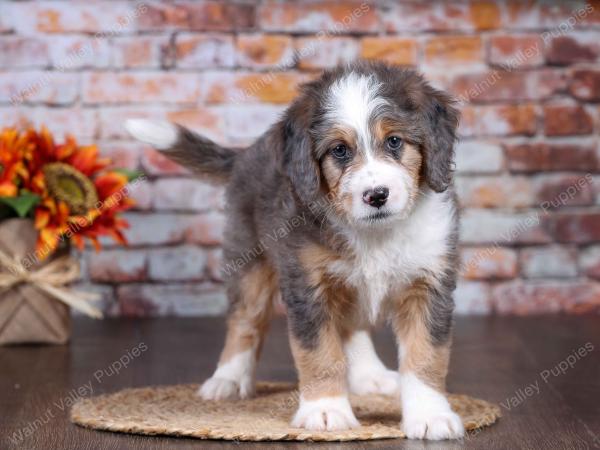  F1 mini bernedoodle near Chicago Illinois