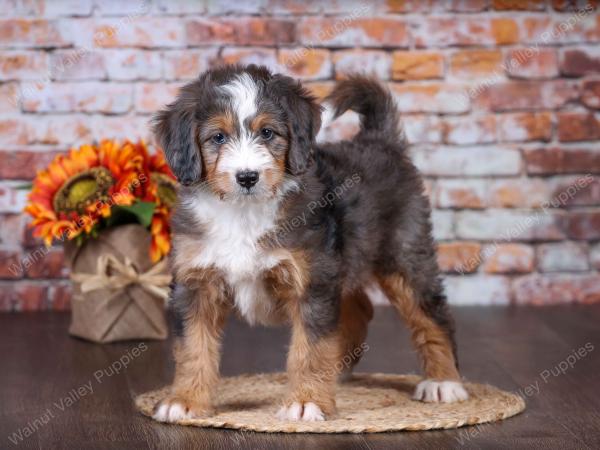 F1 mini bernedoodle near Chicago Illinois