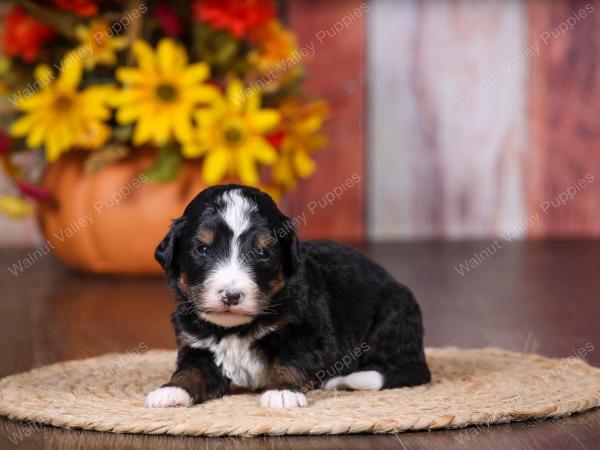 tri-colored female standard bernedoodle near Chicago Illinois