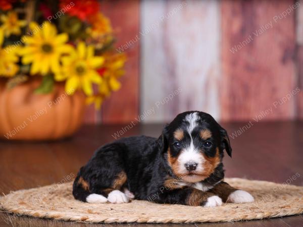 tri-colored female standard bernedoodle near Chicago Illinois