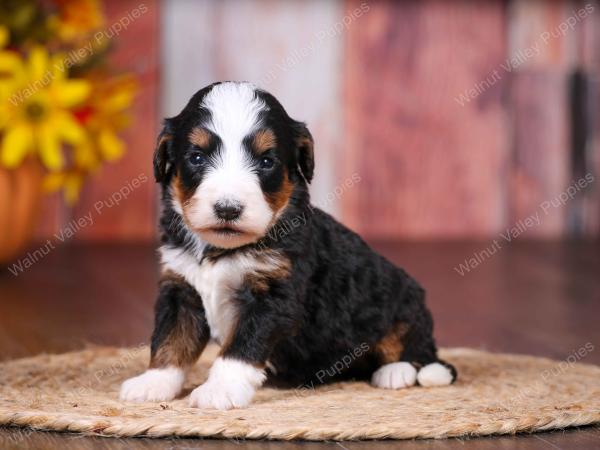 tri-colored female standard bernedoodle near Chicago Illinois