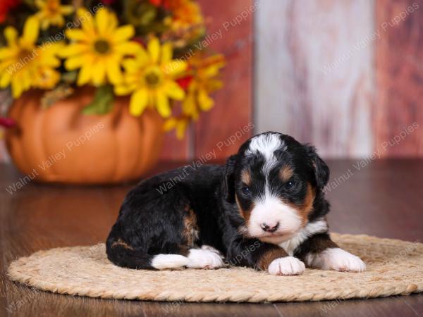 tri-colored female standard bernedoodle near Chicago Illinois