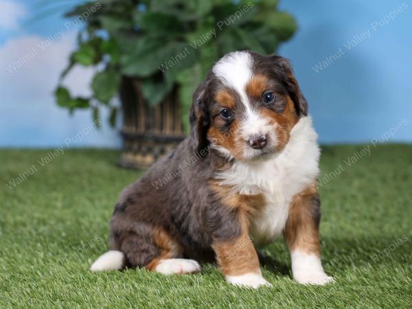 F1 mini bernedoodle near Chicago Illinois