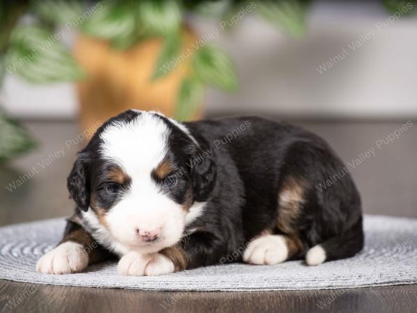 tri-colored mini bernedoodle near Chicago Illinois