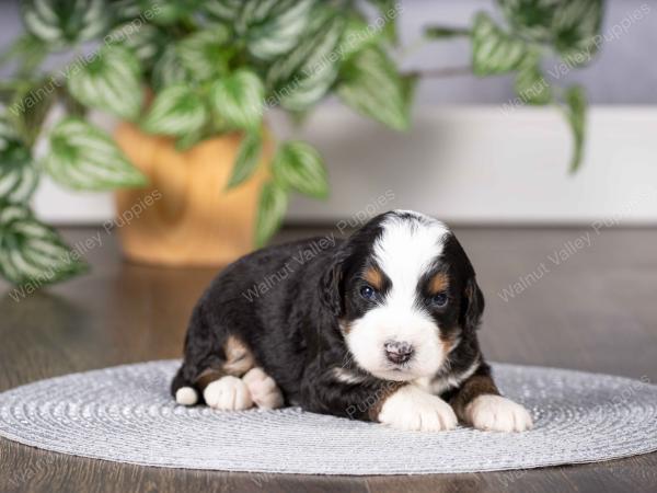 tri-colored mini bernedoodle near Chicago Illinois