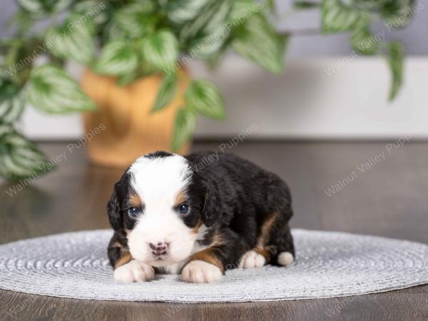 tri-colored mini bernedoodle near Chicago Illinois