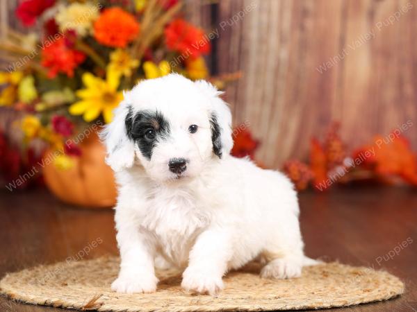 tri-colored mini bernedoodle near Chicago 