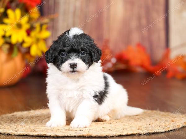 tri-colored mini bernedoodle near Chicago 