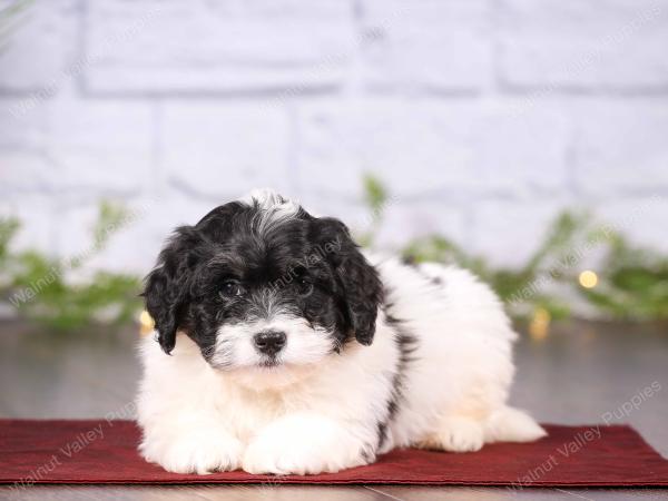 tri-colored mini bernedoodle near Chicago 