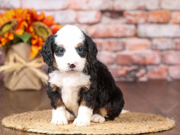 tri-colored mini bernedoodle near Chicago Illinois