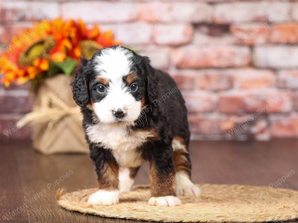 tri-colored mini bernedoodle near Chicago Illinois