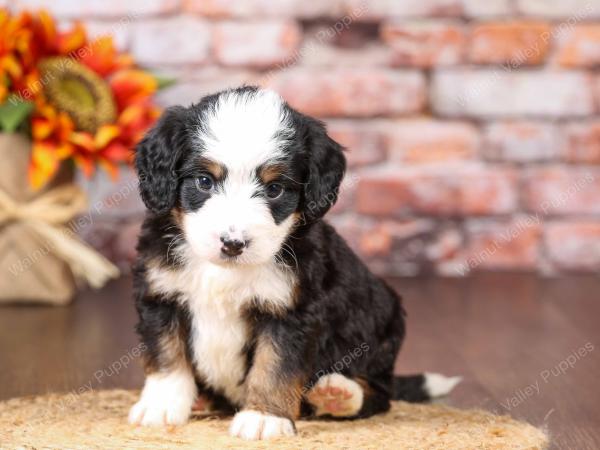 tri-colored mini bernedoodle near Chicago Illinois