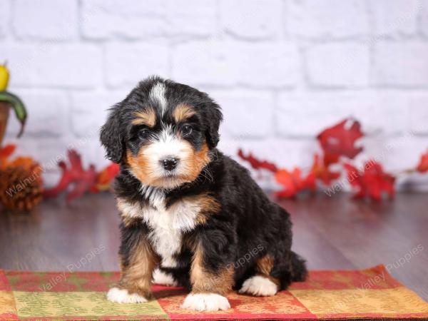 tri-colored female standard bernedoodle near Chicago Illinois