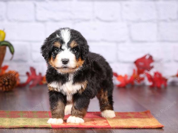 tri-colored female standard bernedoodle near Chicago Illinois