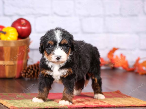 tri-colored female standard bernedoodle near Chicago Illinois