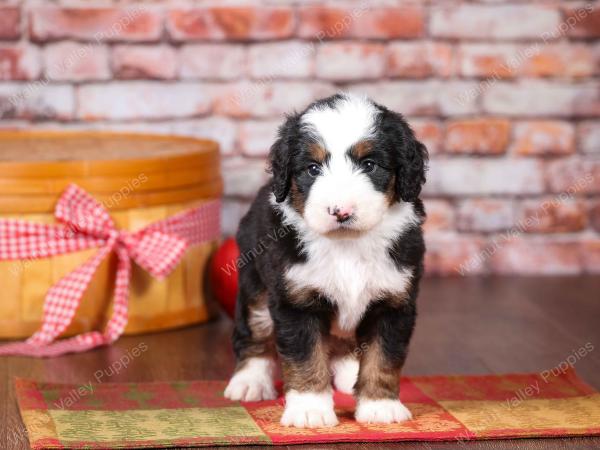 tri-colored mini bernedoodle near Chicago Illinois 