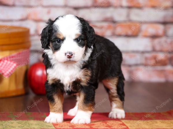 tri-colored mini bernedoodle near Chicago Illinois 