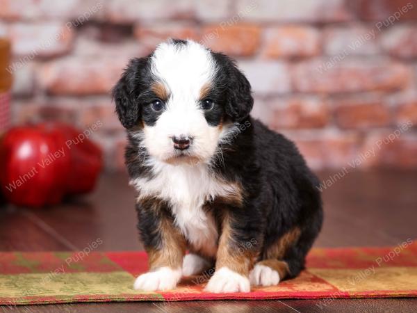 tri-colored mini bernedoodle near Chicago Illinois 