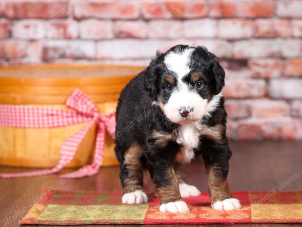 tri-colored mini bernedoodle near Chicago Illinois 