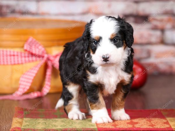 tri-colored mini bernedoodle near Chicago Illinois 